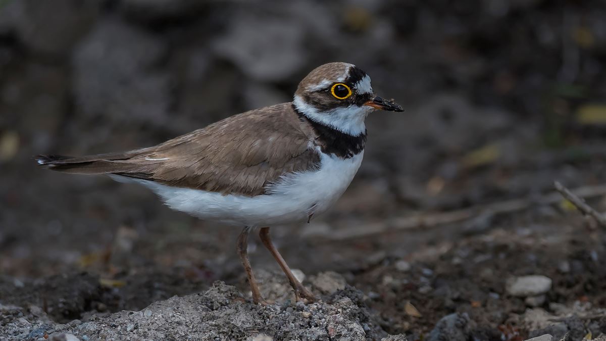Little Ringed Plover