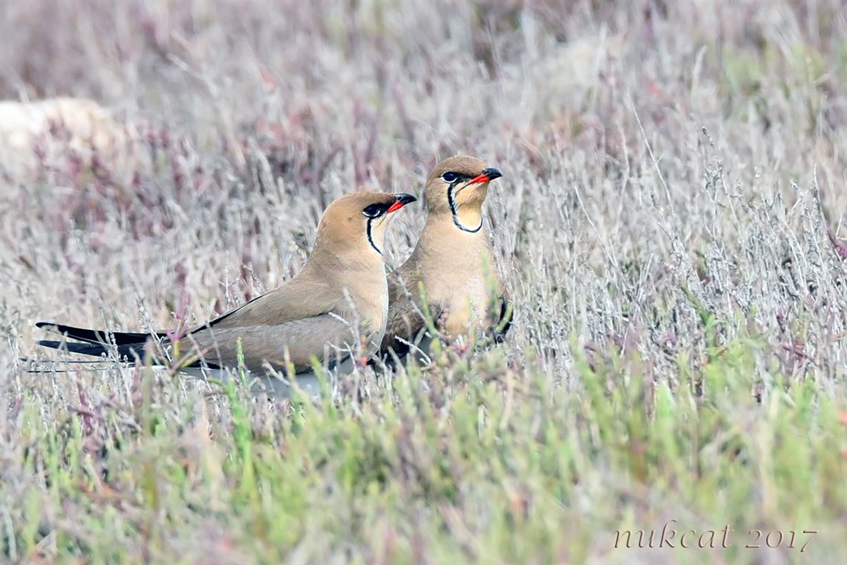 Collared Pratincole