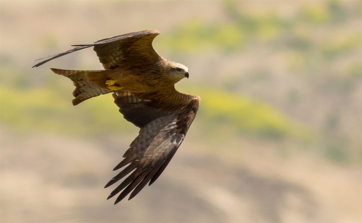 Black Kite