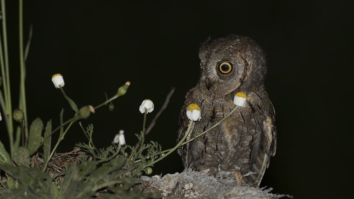 Eurasian Scops Owl
