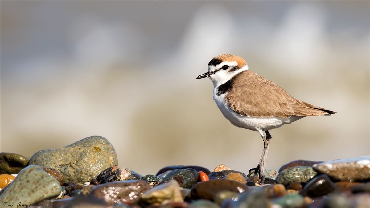 Kentish Plover