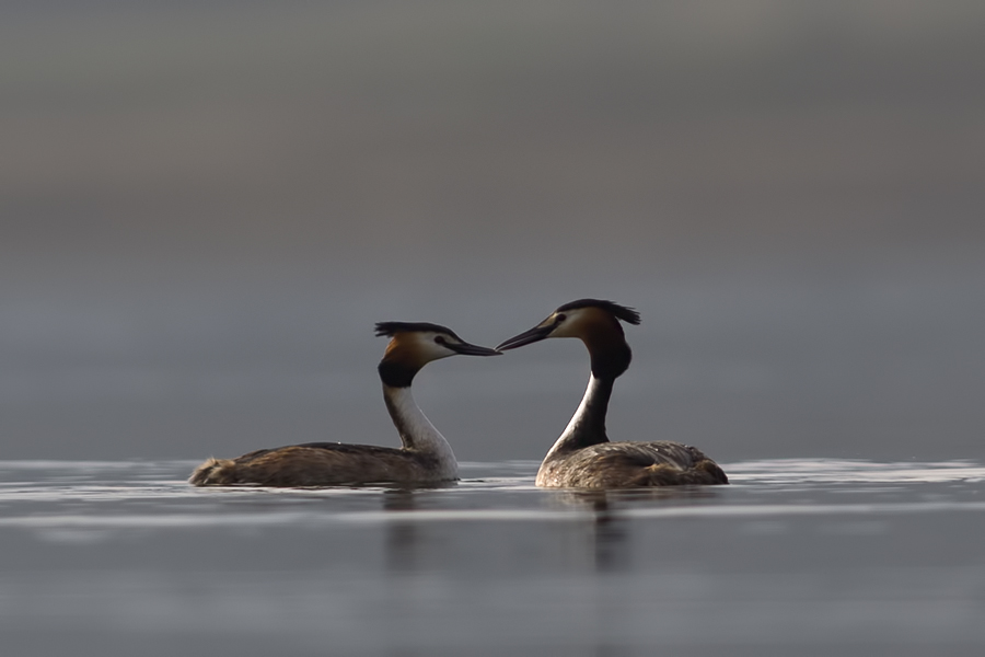 Great Crested Grebe