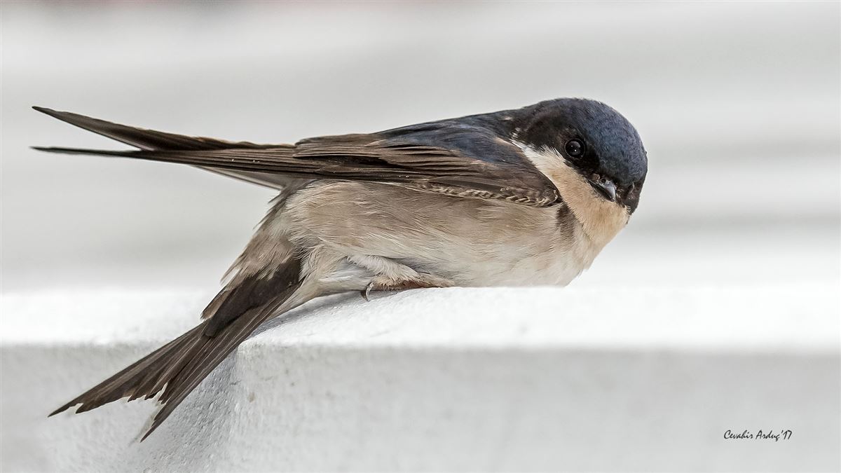 Western House Martin