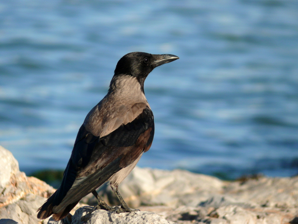 Hooded Crow