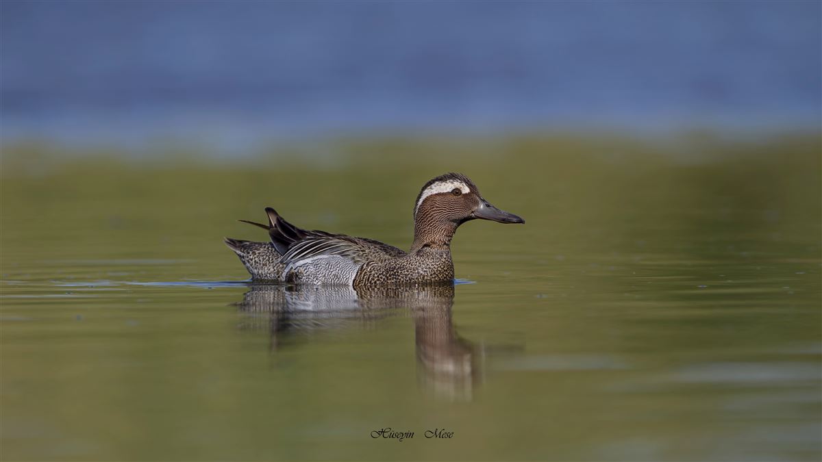 Garganey