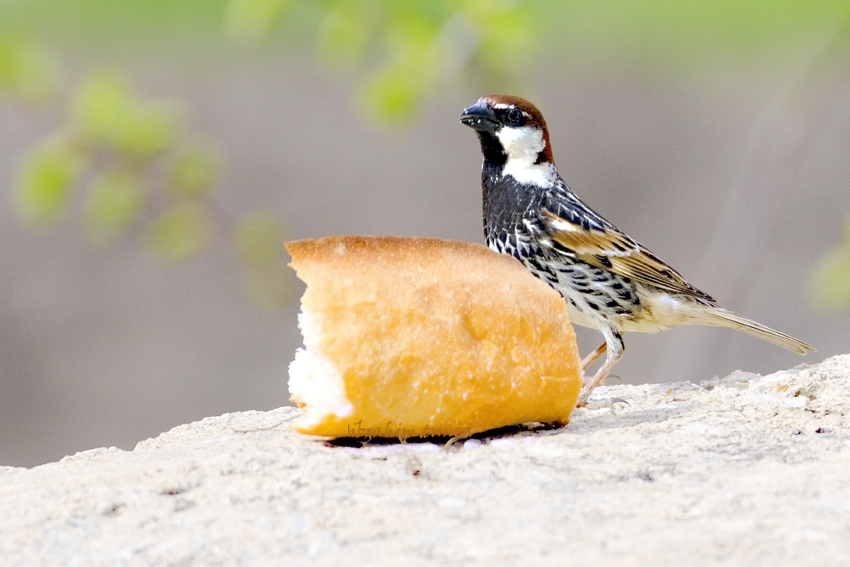 Spanish Sparrow