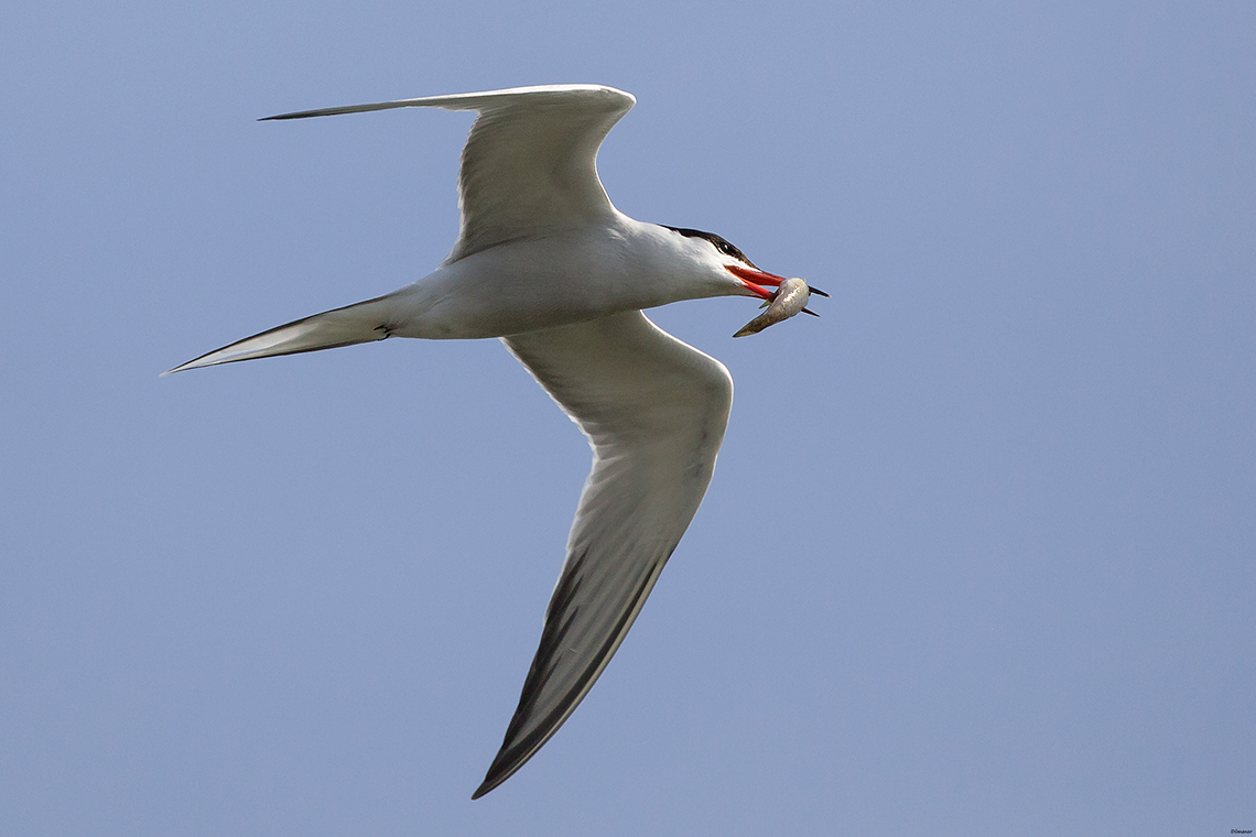 Common Tern