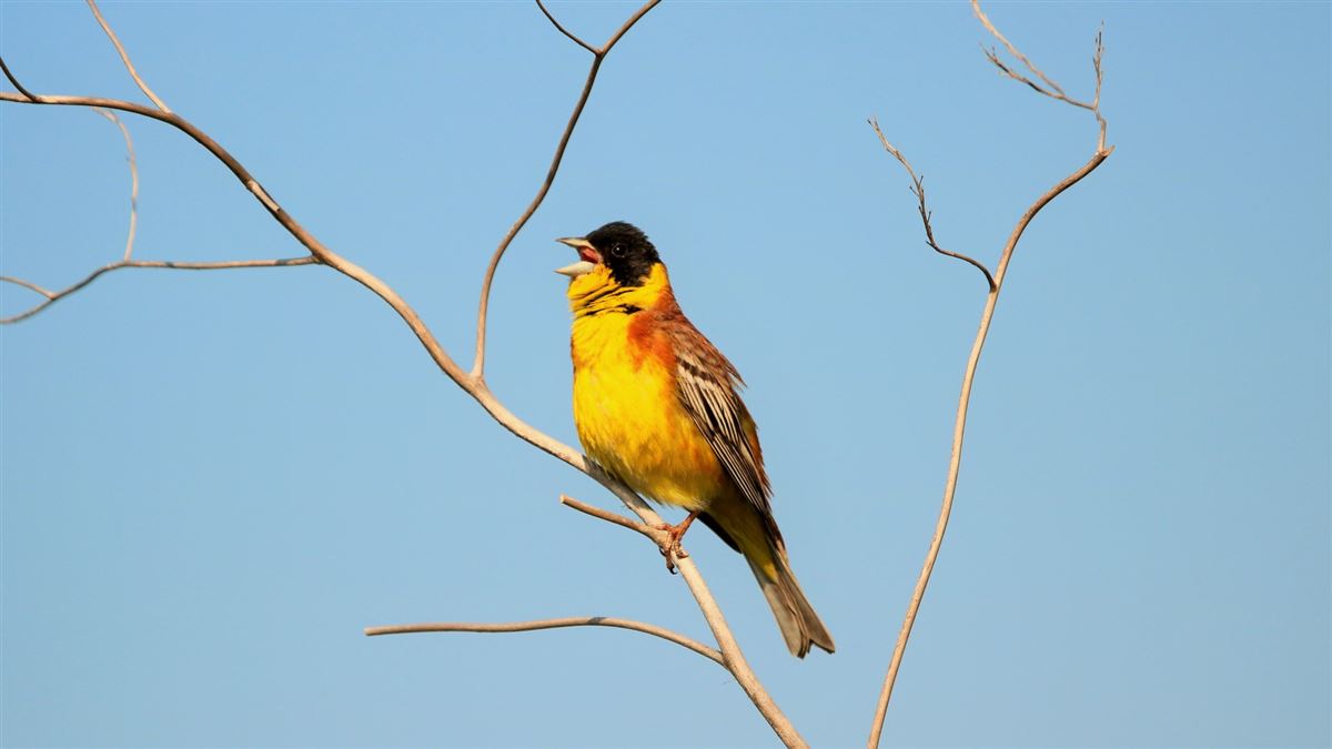 Black-headed Bunting