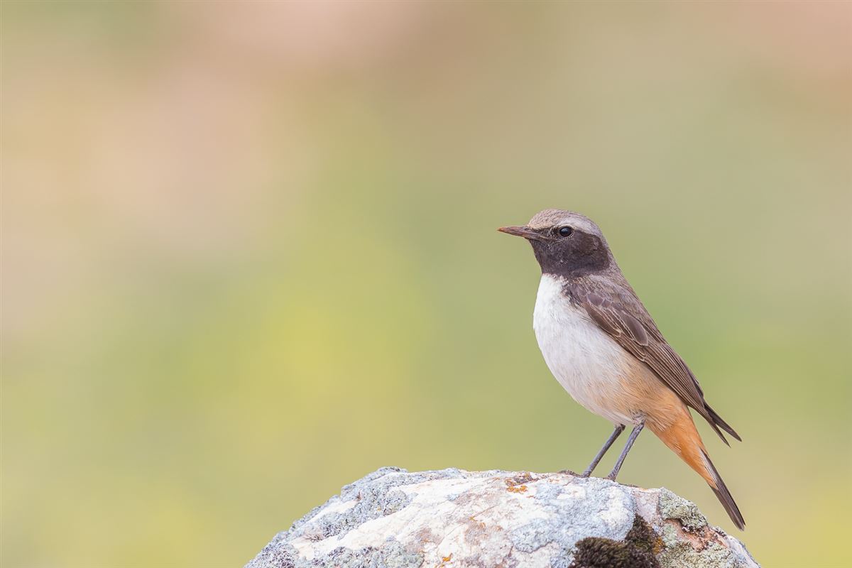 Red-tailed Wheatear
