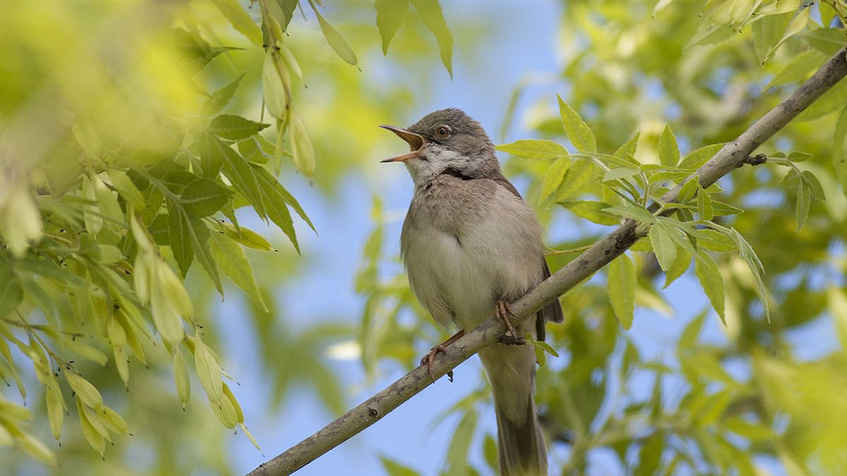 Subalpine Warbler