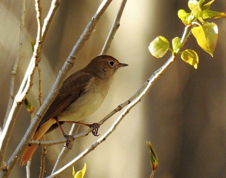 Common Nightingale