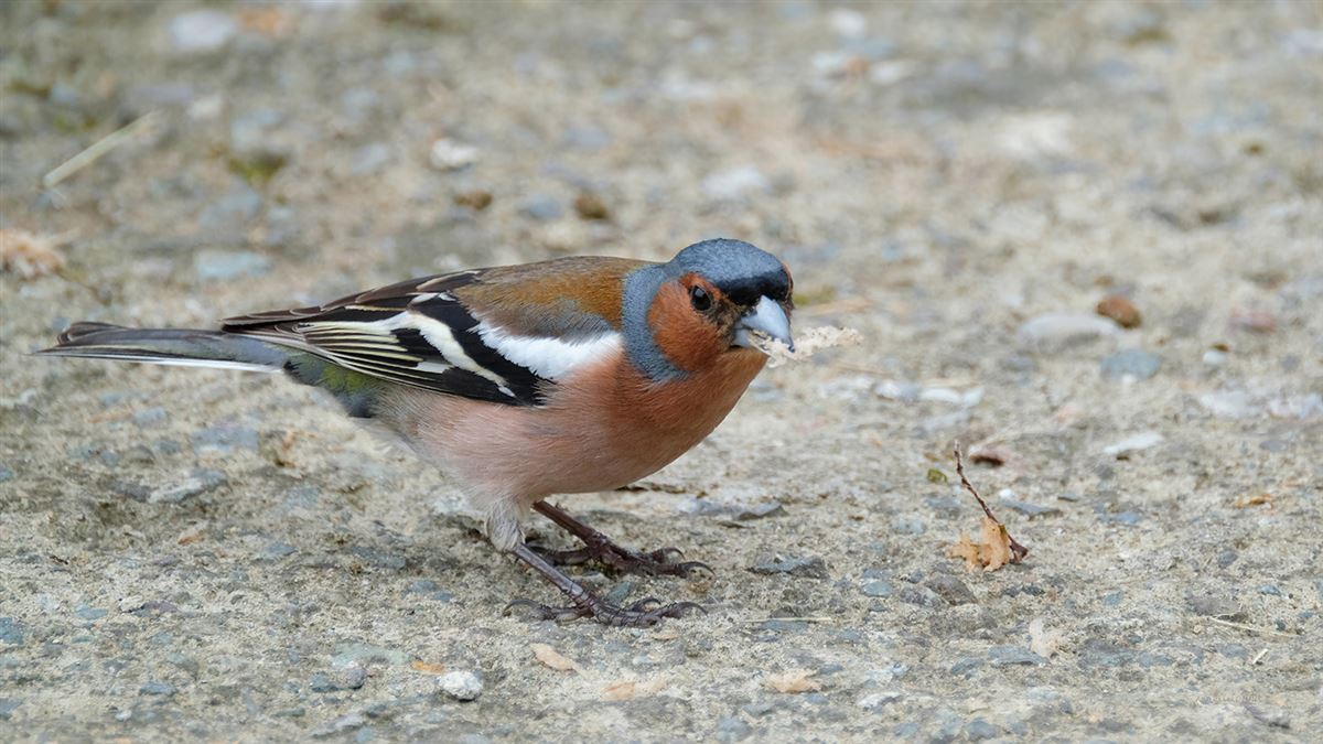 Eurasian Chaffinch
