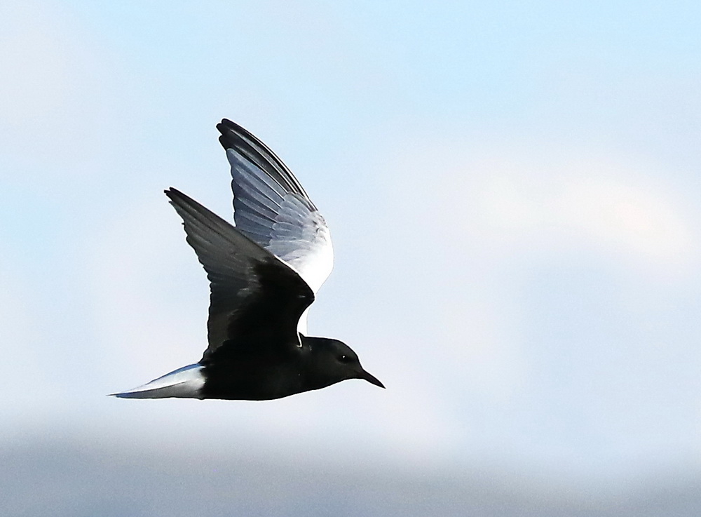 White-winged Tern