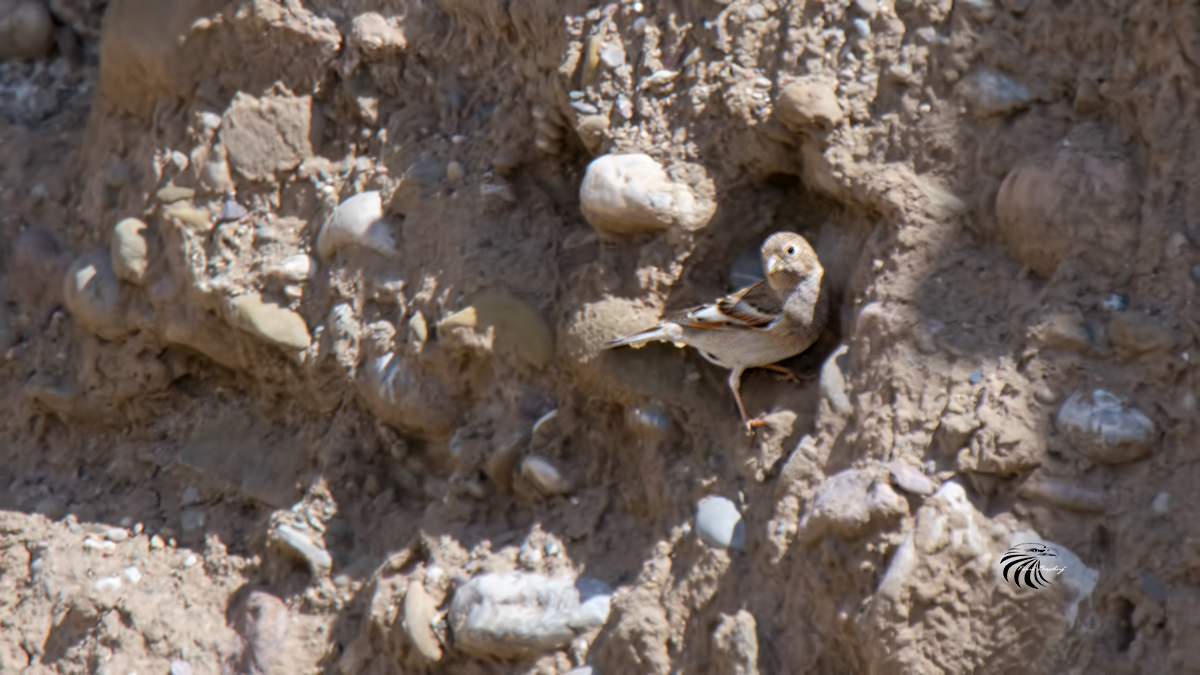 Mongolian Finch