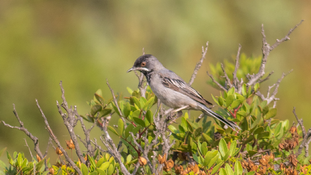 Rüppell`s Warbler