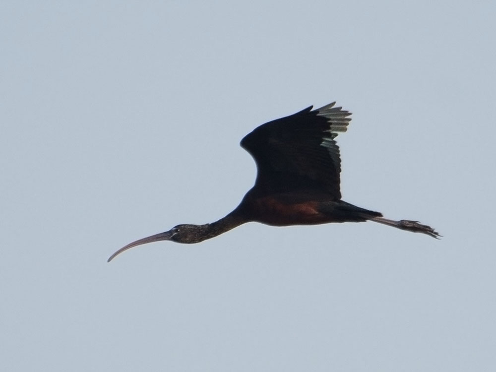 Glossy Ibis