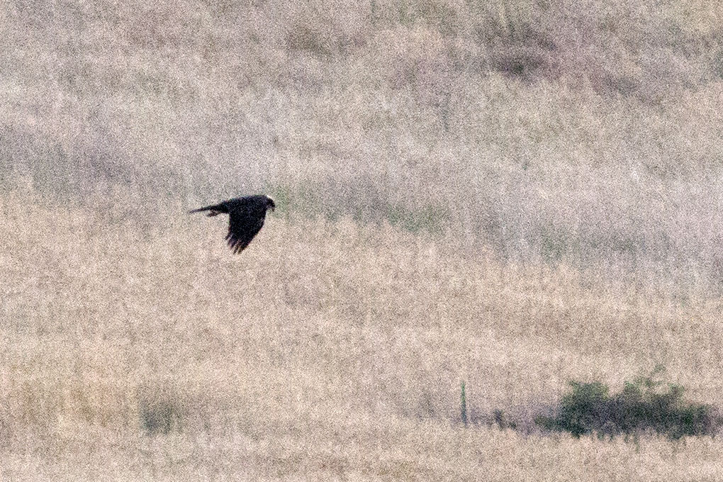 Western Marsh Harrier