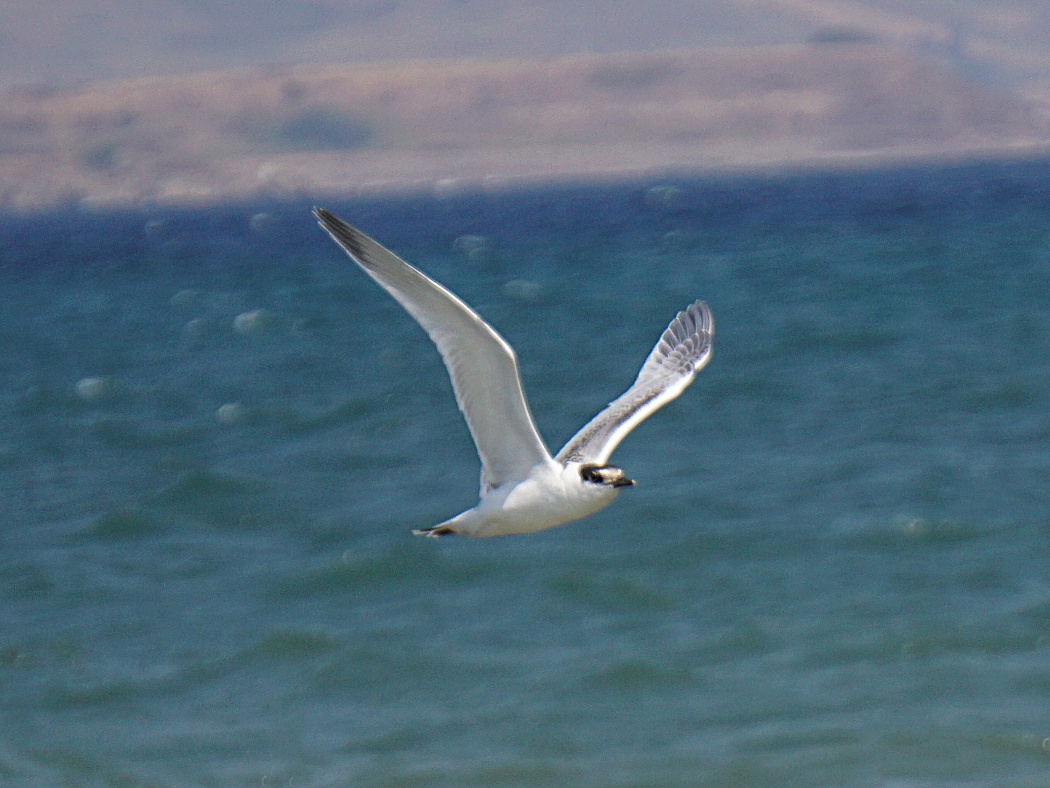 Sandwich Tern