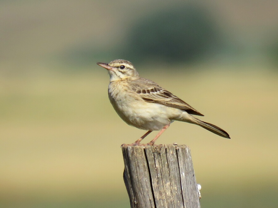 Tawny Pipit