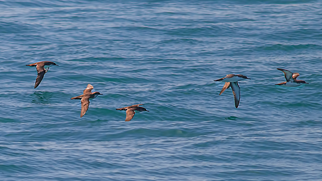 Yelkouan Shearwater
