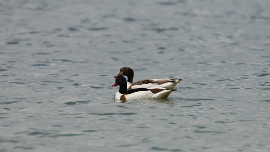 Common Shelduck
