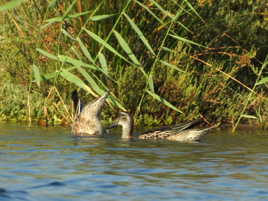 Garganey