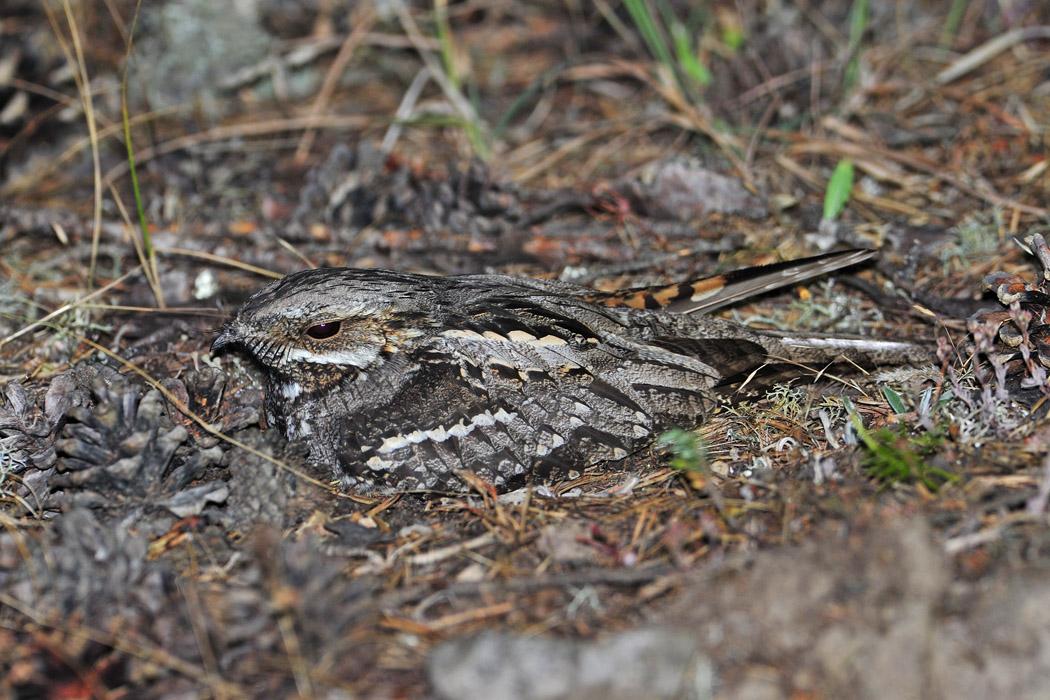 European Nightjar