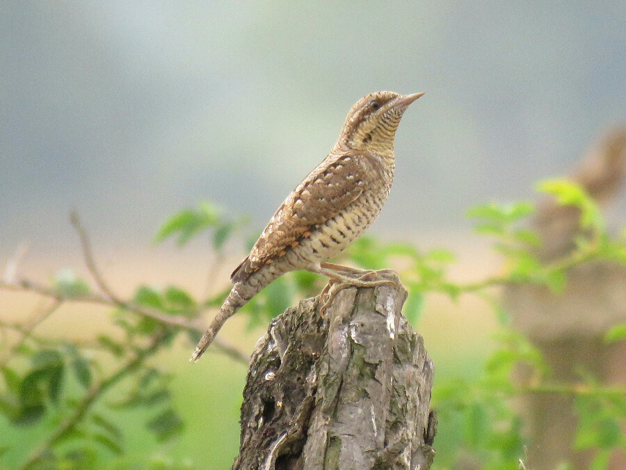 Eurasian Wryneck