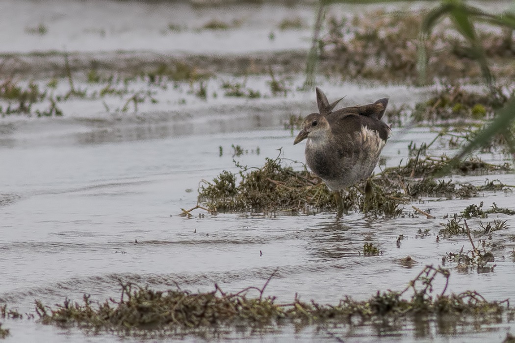 Common Moorhen