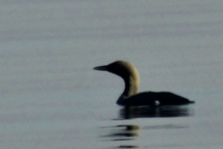 Black-throated Loon