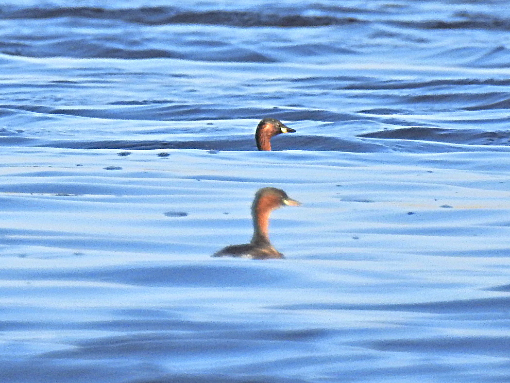 Little Grebe