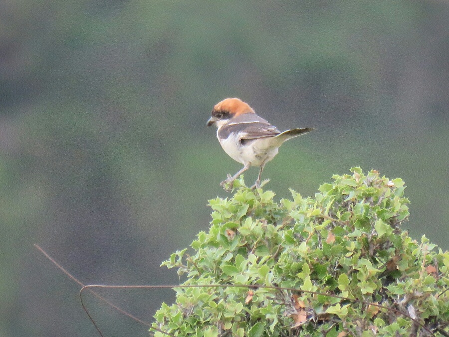Woodchat Shrike