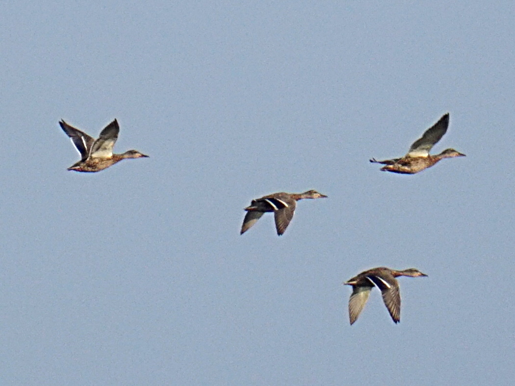 Mallard