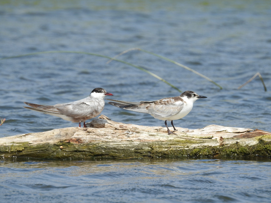 Whiskered Tern