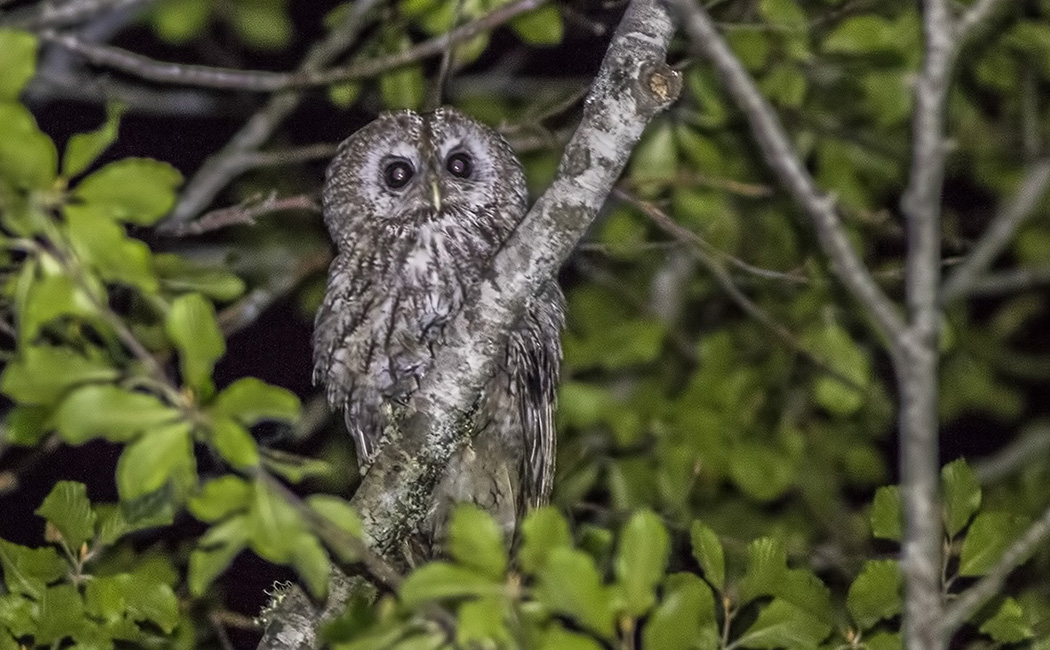 Tawny Owl