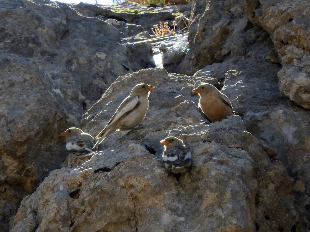 White-winged Snowfinch