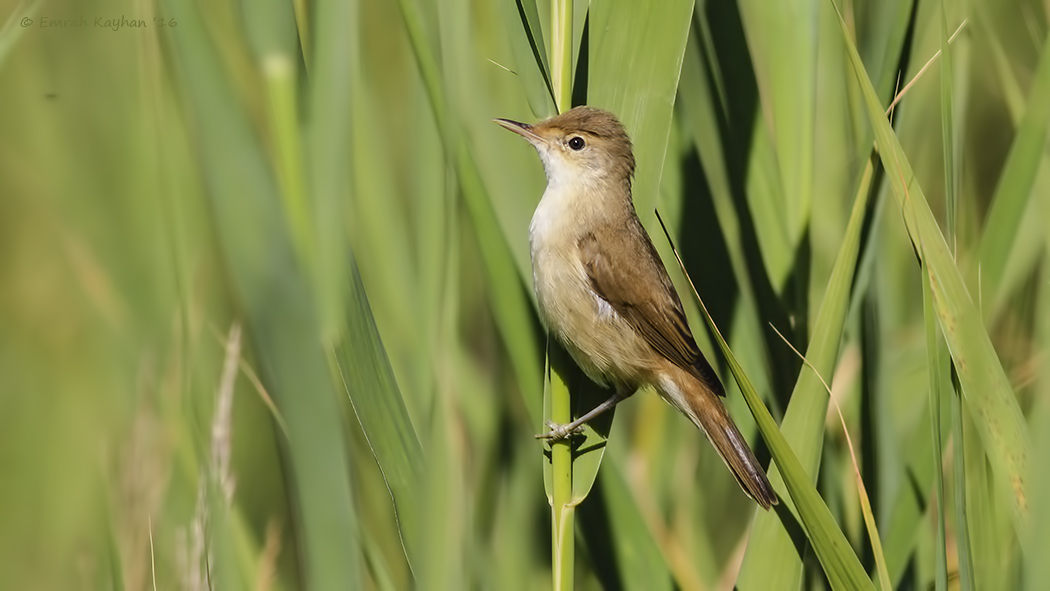 Common Reed Warbler