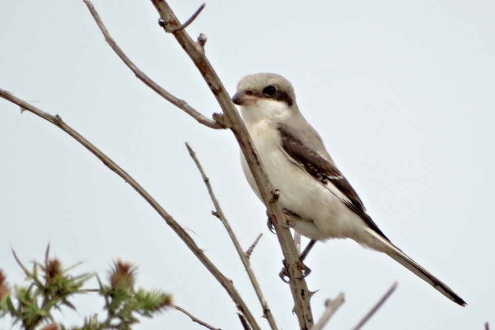 Lesser Grey Shrike