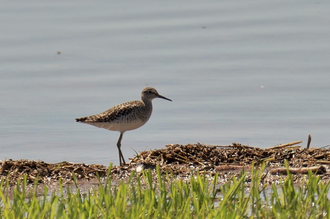 Wood Sandpiper