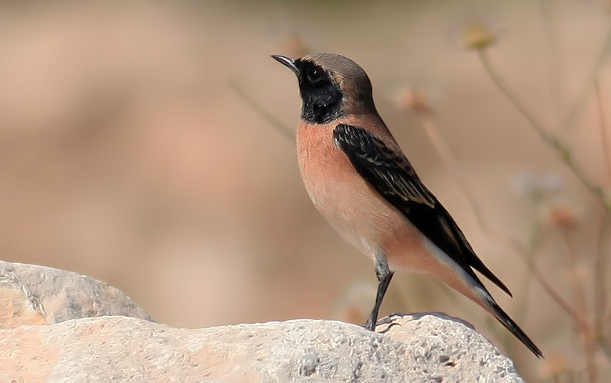 Black-eared Wheatear