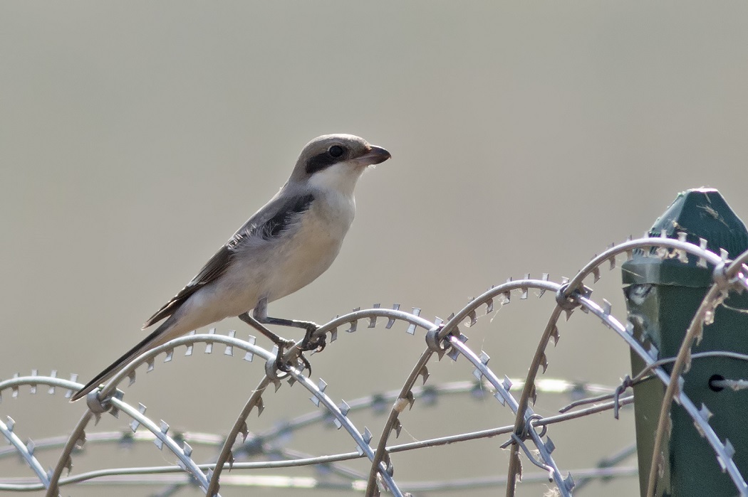 Lesser Grey Shrike