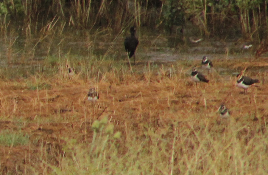 Northern Lapwing