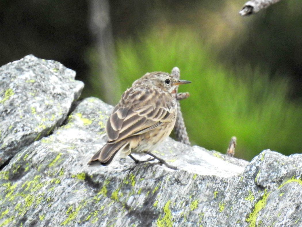 Water Pipit
