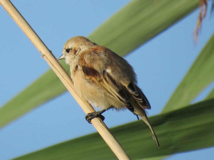 Eurasian Penduline Tit