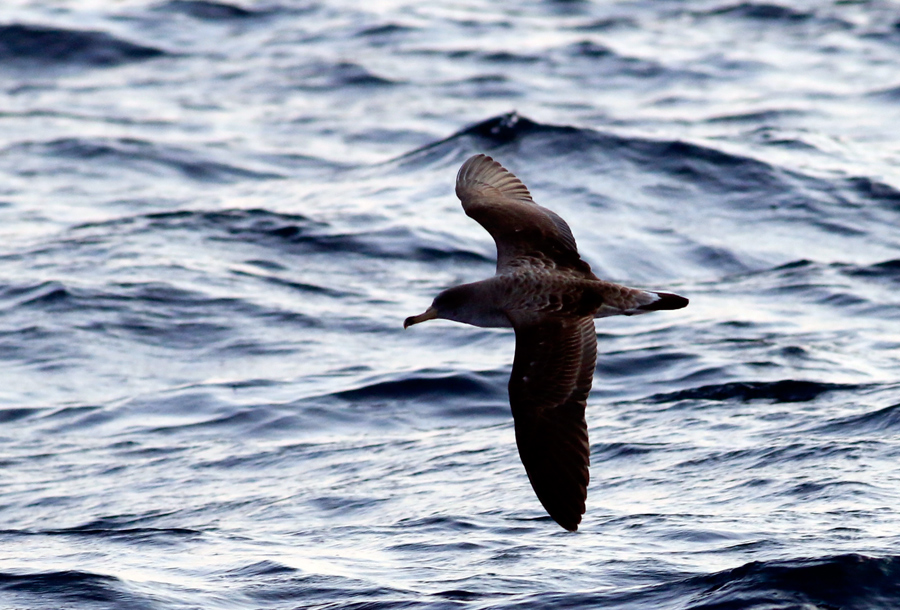 Scopoli`s Shearwater