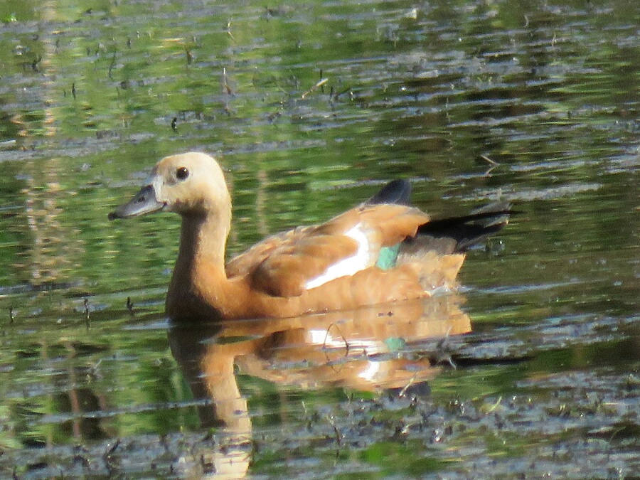 Ruddy Shelduck