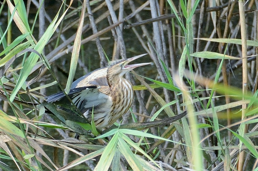 Little Bittern
