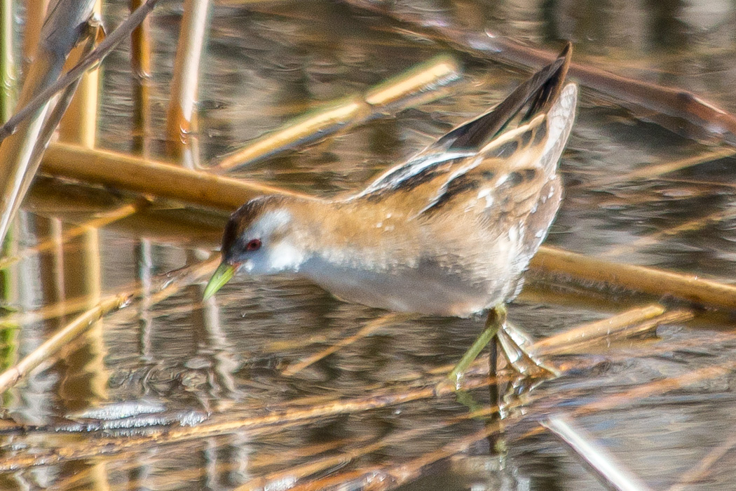 Little Crake