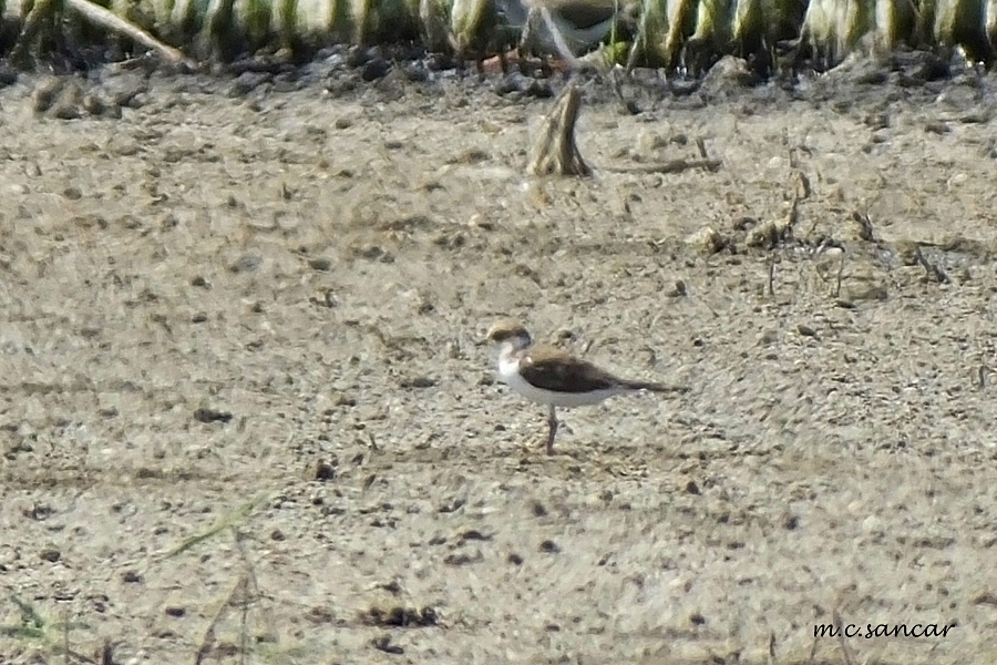 Kentish Plover