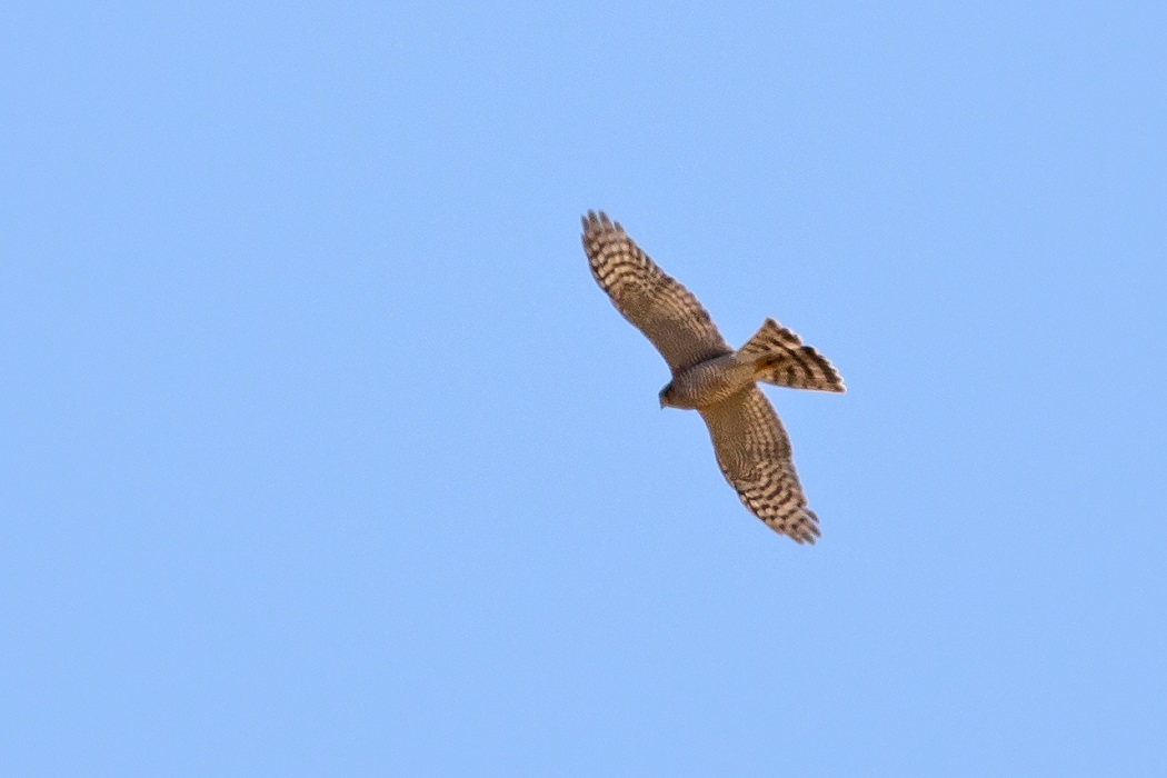 Eurasian Sparrowhawk